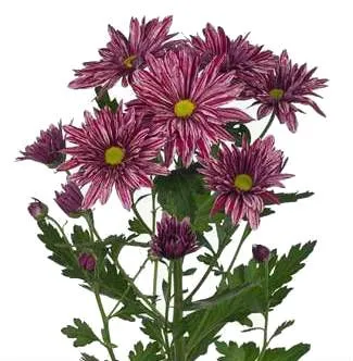 хризантема кустовая Стелини
