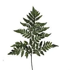 картинка папоротник от магазина Флоранж