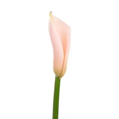картинка калла Эйдоллс Салмон от магазина Флоранж