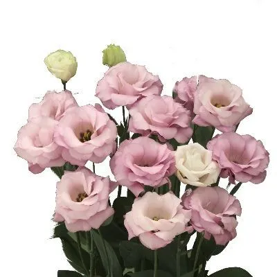 эустома Крома Бридал Кисс