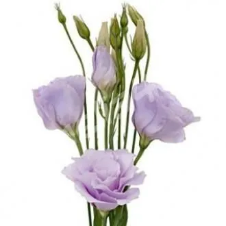 эустома Розита Лавандер