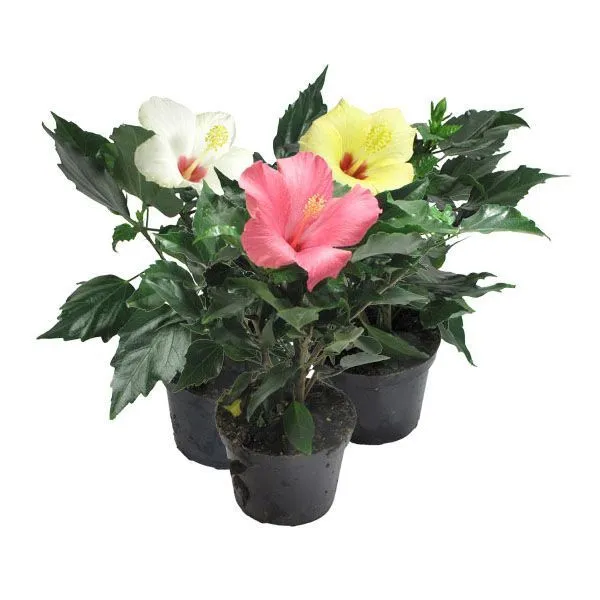 картинка Гибискус Микс 13/35 от магазина Флоранж