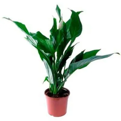 Спатифиллюм Купидо 13/60