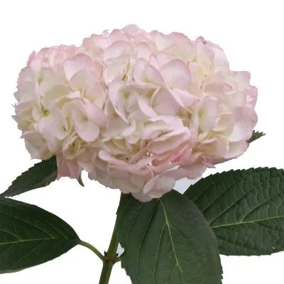 гидрангия  Лайт Пинк; Колумбия