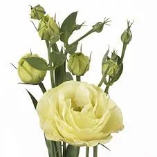 эустома  Розита Йеллоу