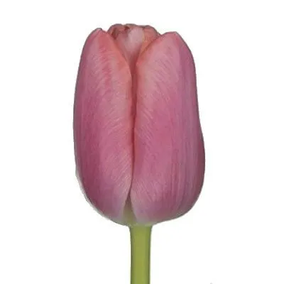 тюльпан Трезор