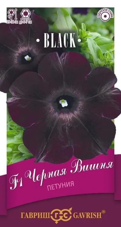 Петуния многоцветковая Черная вишня F1 (цветной пакет, пробирка) 4шт; Гавриш