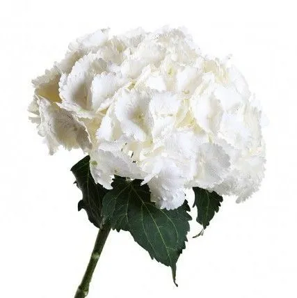 Гидрангия белая Кондор; Колумбия