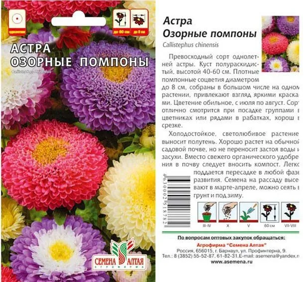 Астра Озорные Помпоны (цветной пакет) 0,3г; Семена Алтая