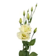 эустома Алисса Йеллоу