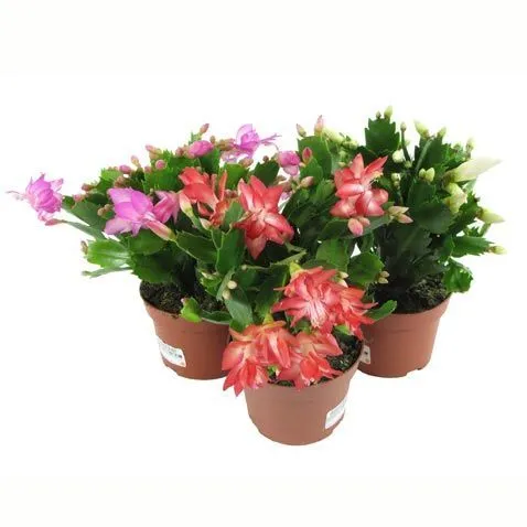 Шлюмбергера Микс 09/15