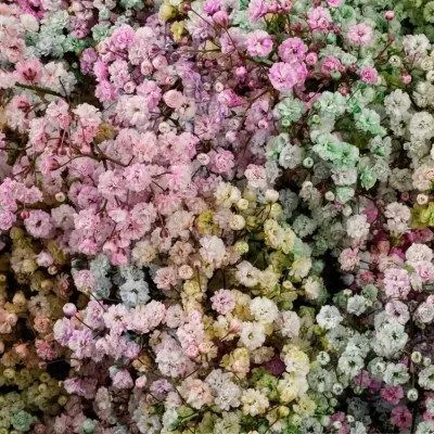 гипсофила Крашеная; Эквадор