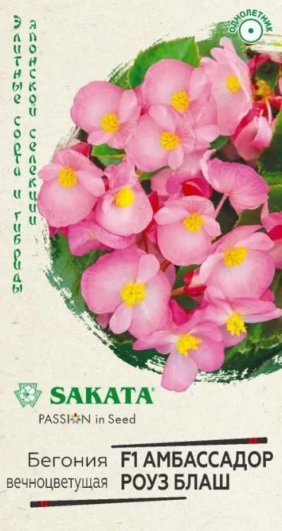 Бегония вечноцветущая Амбассадор Роуз блаш (цветной пакет, пробирка) 4шт; Гавриш