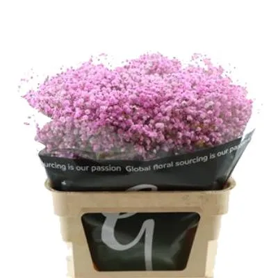 гипсофила Краш Лайт Пинк