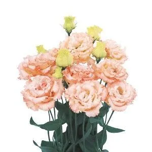 эустома Алисса Априкот