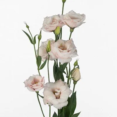 эустома Арена Лайт Пинк