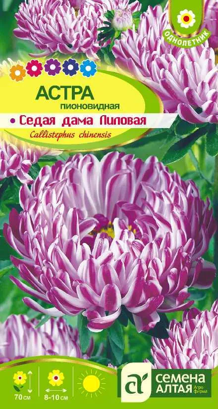 Астра Седая Дама Лиловая (цветной пакет) 0,2г; Семена Алтая