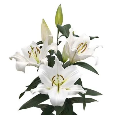 _лилия ор замбези супра