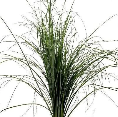 картинка берграсс от магазина Флоранж