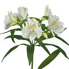 альстромерия белая; Эквадор