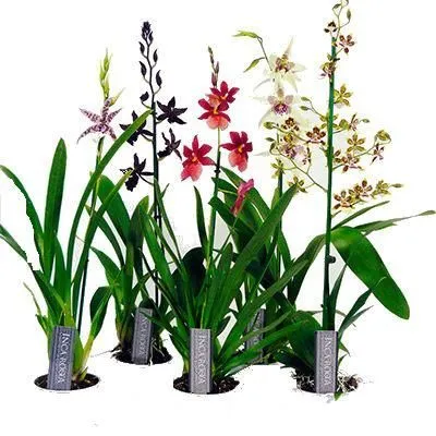 картинка Камбрия Микс 12/60 от магазина Флоранж