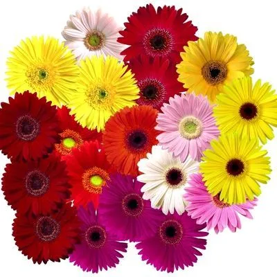 картинка Гербера Аква Микс; Россия от магазина Флоранж