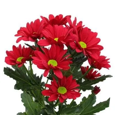 хризантема кустовая Мексикано