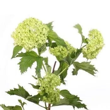 вибурнум Розеум