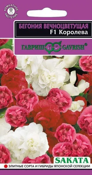 Бегония Королева F1, вечноцв. махровая смесь, гранул  (цветной пакет, гранулы, пробирка) 4шт; Гавриш
