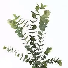 картинка Эвкалипт Цинерея от магазина Флоранж