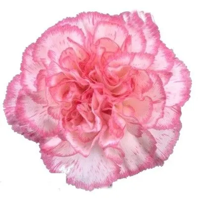 гвоздика одноголовая Комачи. Эквадор