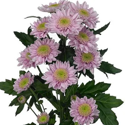 хризантема кустовая Оптимист