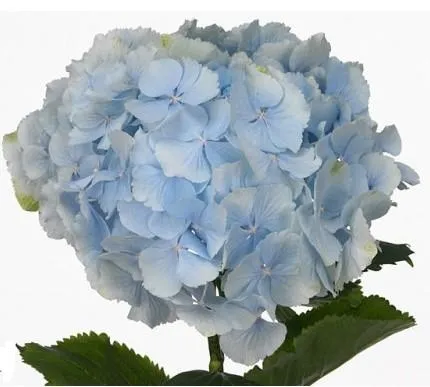 гидрангия голубая Кондор; Колумбия