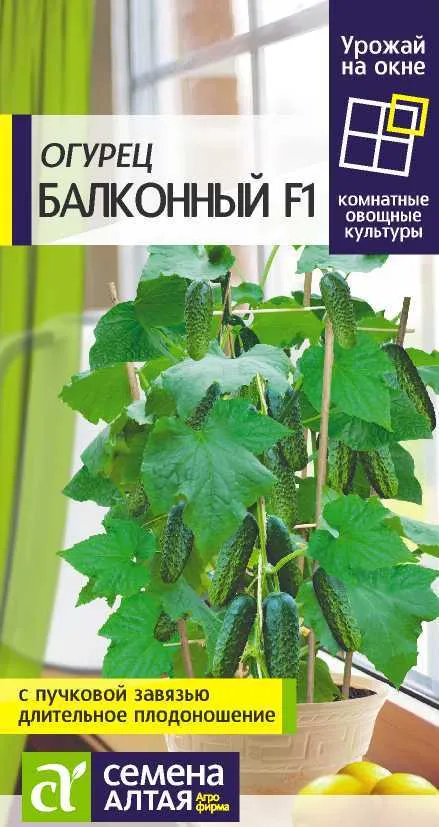 Огурец Балконный F1 (цветной пакет) 5шт; Семена Алтая