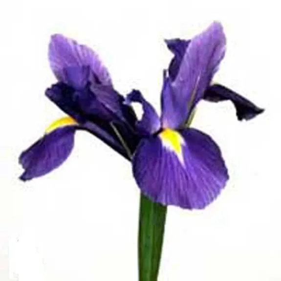 ирис Блу Меджик