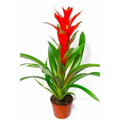 Гузмания Калипсо 14/40