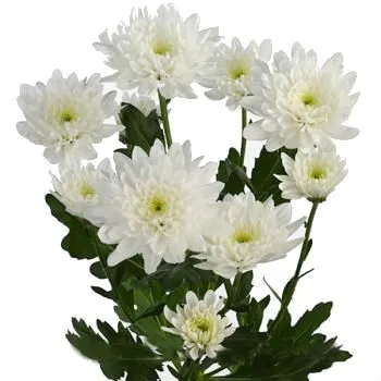 хризантема кустовая Балтика