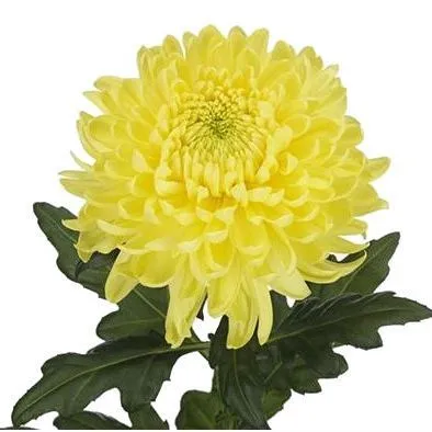 Хризантема одноголовая Магнум Желтый