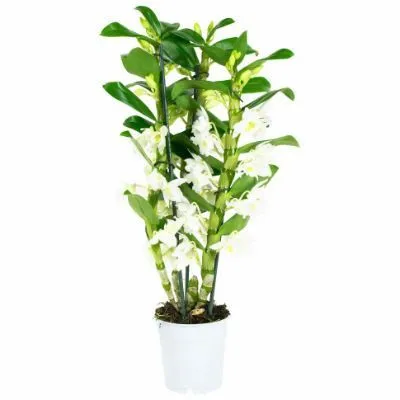 картинка Дендробиум Нобиле Вайт 12/35 от магазина Флоранж