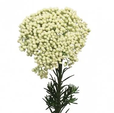 озотамнус Кукс Сноу Вайт