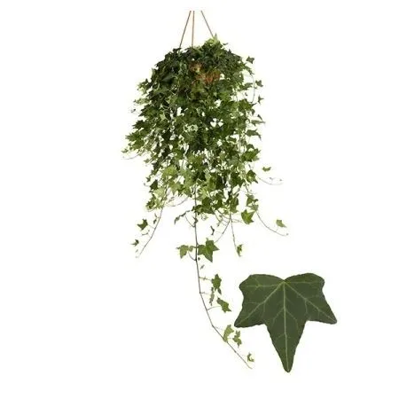 Хедера Хеликс 13/35