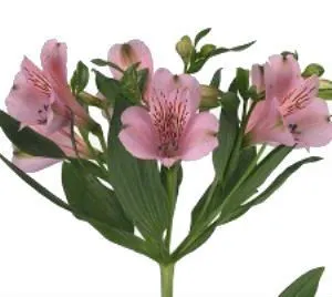 картинка _альстромерия пинк 90 тесса от магазина Флоранж