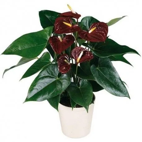 картинка Антуриум Шоколад 14/50 от магазина Флоранж