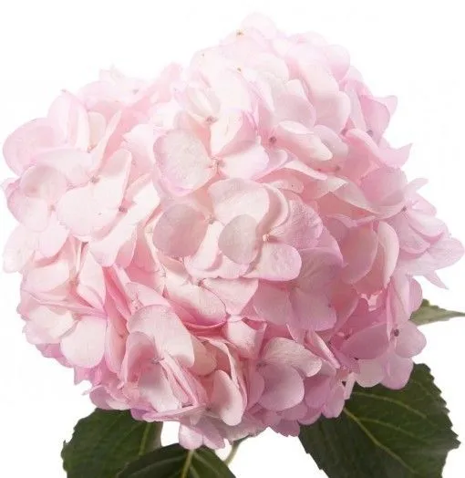 гидрангия розовая; Колумбия