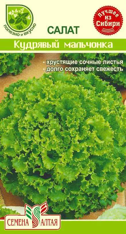 Салат Кудрявый Мальчонка (цветной пакет) 0,5г; Семена Алтая