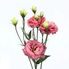 Эустома Пинк; Израиль