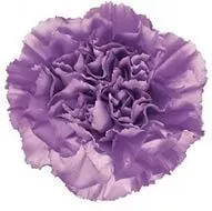 гвоздика одноголовая лавендер ; Эквадор