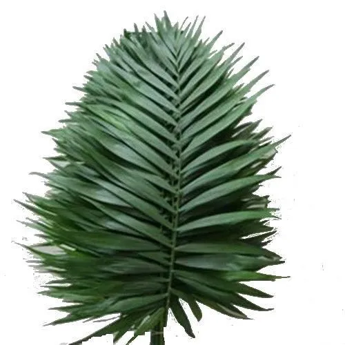 картинка чико типс от магазина Флоранж