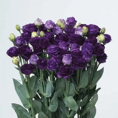 эустома  Дублин Блу