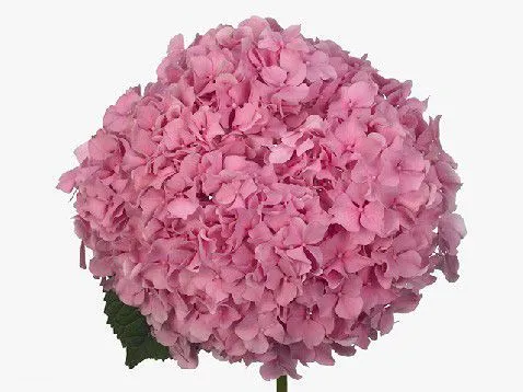 гидрангия Джамбо Пинк; Колумбия